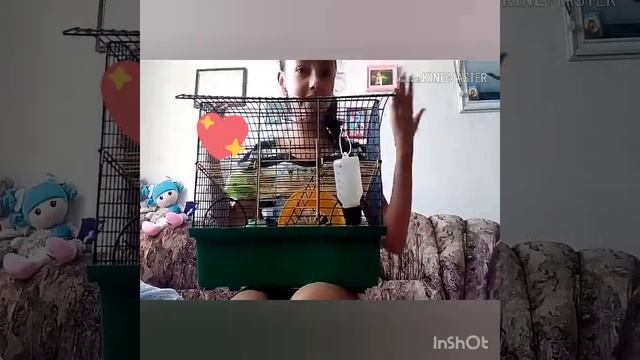 Наши домашние животные!!!!!!!!!!😻💙 смотреть онлайн