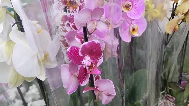 в Планета ЛЕТА ? очень много КРАСИВЫХ ОРХИДЕЙ Лас-Вегас, Эсме, парфюмерная фабрика и многие другие смотреть онлайн