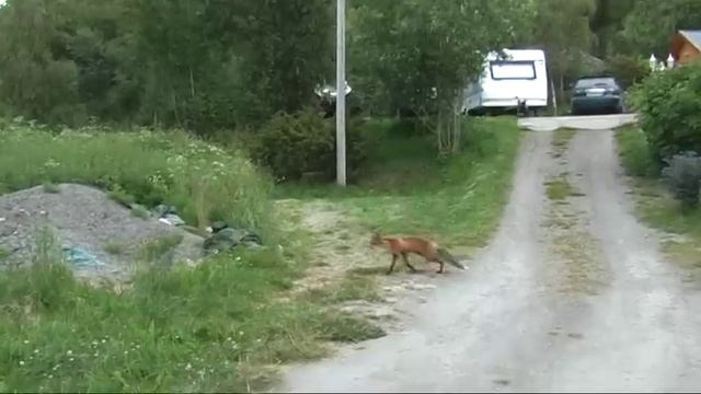 Revene på Korsnes смотреть онлайн