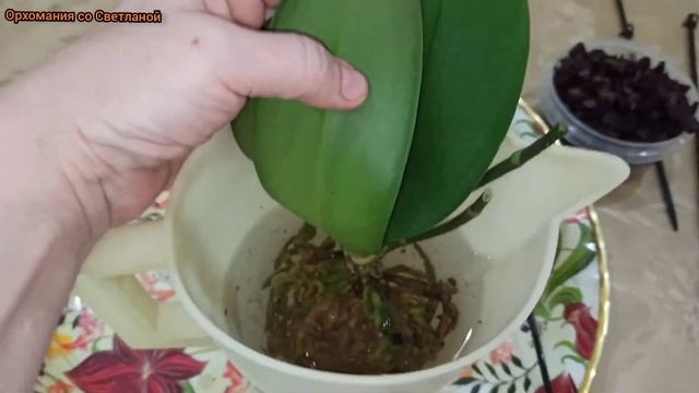 Почему желтеют листья у орхидеи? Часть 2: Обработка от бактериальных и грибных болезней. смотреть онлайн