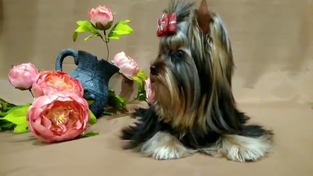 Мальчик мини к продаже смотреть онлайн