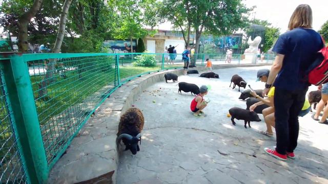 ТАЙГАН / ПАРК ЛЬВОВ/ НАША ПОЕЗДКА В ЗНАМЕНИТЫЙ ПАРК ЛЬВОВ смотреть онлайн