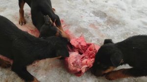 Щенки ягдтерьера едят лёгкие / кормление щенков ягдтерьра