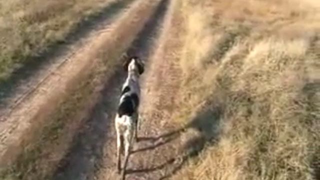 Дрессировка собак ,Куцхар , смотреть онлайн