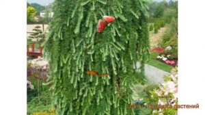 Лиственница японская Кемпфера (larix kaempferi) ? обзор: как сажать, саженцы лиственницы Кемпфера