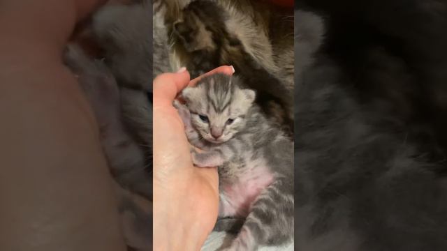 Котёнок нежится в ладошке. 9 дней. смотреть онлайн