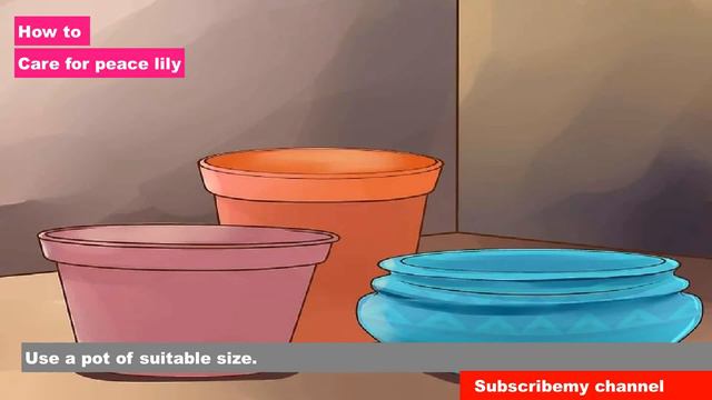 Peace Lily Plant Care