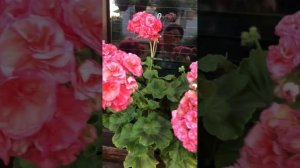 #107. Пеларгонии Jagershus Faley и Ю-Полонез. Сравнение.