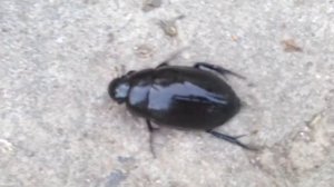 ГИГАНТСКИЙ ЧЕРНЫЙ ЖУК // HUGE BLACK BEETLE