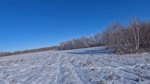 Шұғыла. Память о лучшей Тазы. Охота с Тазы