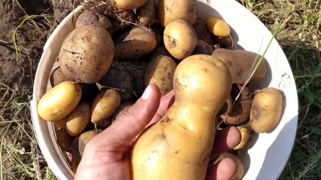 Капаем картошку заводским картофелевыкапывателем. смотреть онлайн