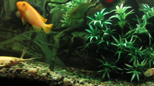 Aqua 120л. 7.11.20013 смотреть онлайн