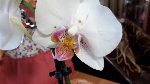 Не было бы счастья,моя новая орхидея смотреть онлайн