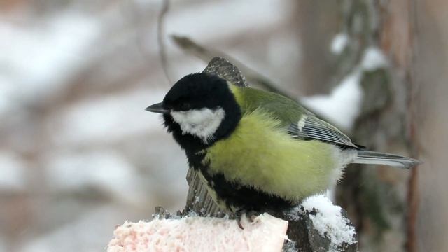 Зима, мороз, Синица ест сало чтобы не замерзнуть