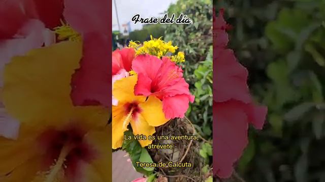 ❤️ Frase del día смотреть онлайн