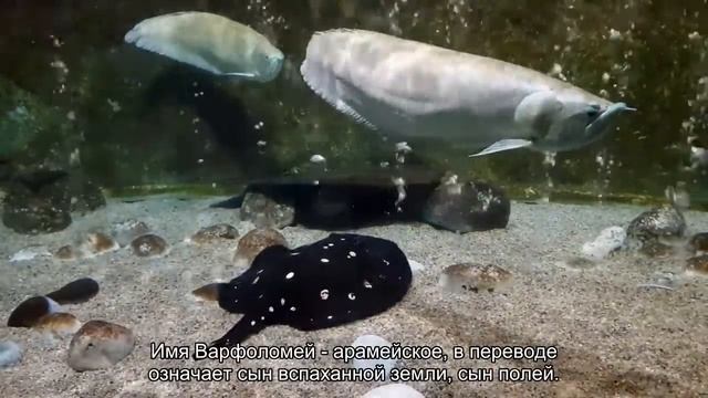 Значение имени Варфоломей. Толкование, судьба, характер смотреть онлайн