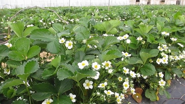 Супер урожайность ремонтантной клубники Спаржи. Клубничная ферма Поле Чудес.( +7-918-010-2726) смотреть онлайн