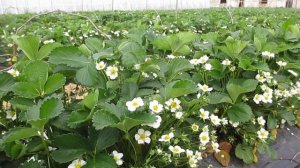 Супер урожайность ремонтантной клубники Спаржи. Клубничная ферма Поле Чудес.( +7-918-010-2726)