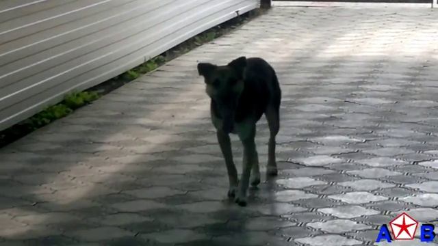 ТРАГИЧЕСКАЯ ИСТОРИЯ МУХТАРА И ПЕРСИКА.