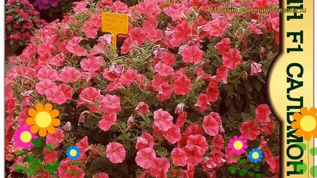 Петуния махровая крупноцветковая F1 Салмон Капри. Краткий обзор смотреть онлайн
