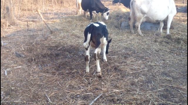 КОРОВЫ и ТЕЛЕНОК в электро изгороди, первый выгул для теленка, зачищаем территорию смотреть онлайн