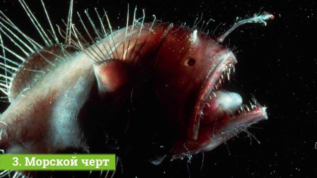 5 УДИВИТЕЛЬНЫХ СВЕТЯЩИХСЯ ЖИВЫХ ОРГАНИЗМОВ смотреть онлайн