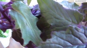 ГИНУРА плетеносная. ОСОБЕННОСТИ правильного УХОДА.