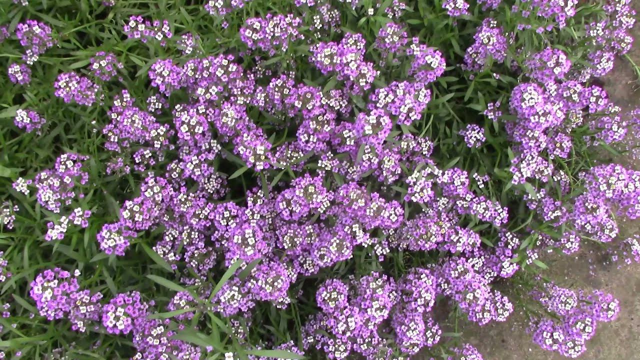 Как просто вырастить красивую лобулярию