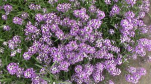 Как просто вырастить красивую лобулярию