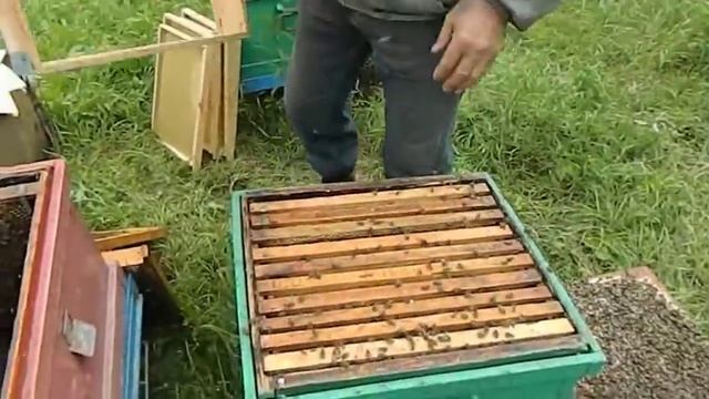 ИСКУССТВЕННОЕ РОЕНИЕ ИЛИ КАК СБИТЬ РОЕВУЮ ГОРЯЧКУ смотреть онлайн