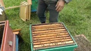 ИСКУССТВЕННОЕ РОЕНИЕ ИЛИ КАК СБИТЬ РОЕВУЮ ГОРЯЧКУ