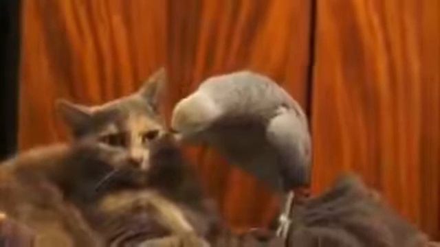 Ха кот не слышит попугая смотреть онлайн