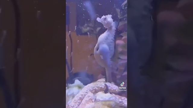 морской конек рожает ?#морскойкотик #морскойконек смотреть онлайн