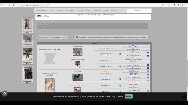 ЗАТЫКАЮ РОТ ХЕЙТЕРАМ!!!!KАК ВЫГЛЯДЯТ ПИТБУЛИ ЛИНИИ BLACK KING смотреть онлайн