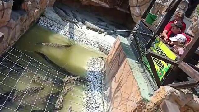 Крокодиловая ферма. Кормление крокодилов ( август 2022 г.) смотреть онлайн