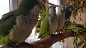 РИЧИ.  ИМЕННОЙ УРОК ДЛЯ ПОПУГАЯ ПО ИМЕНИ  РИЧИ. УЧИМ ПОПУГАЯ ГОВОРИТЬ СВОЁ ИМЯ.