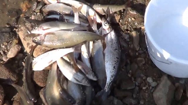 Поездка в Заму часть 2 смотреть онлайн