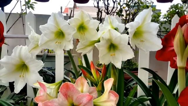 Amaryllis Lan Huệ 2017 смотреть онлайн