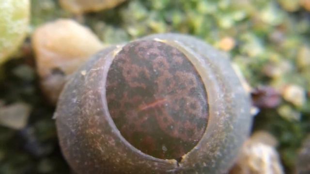 Lithops lesliei ssp/v. lesliei (Kimberley form) C342 White Seedling!!!!