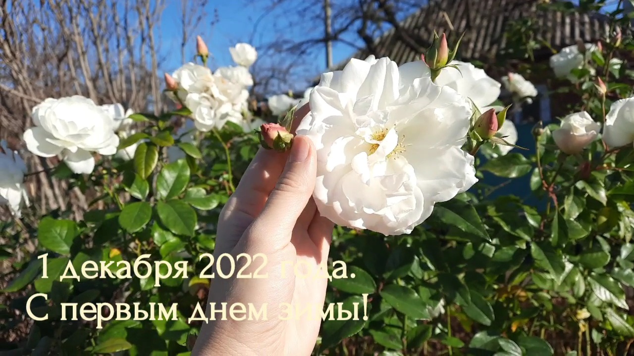 1 декабря 2022 года. Краснодар. С первым днем зимы!