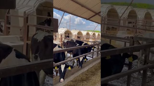 Наша ферма ??? смотреть онлайн