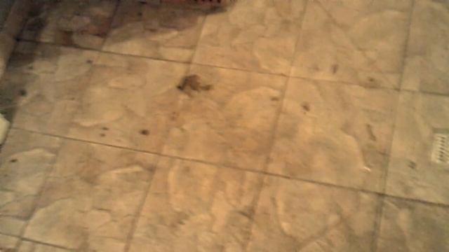 Баня - мой опыт постройки: теплый бетонный пол и водяное отопление смотреть онлайн