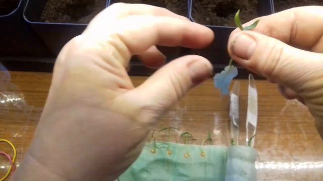 Посадка перцев. Самый наилучший способ часть №2 смотреть онлайн