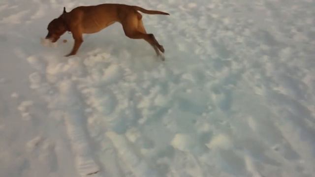 Маленькие радости большой выжлы