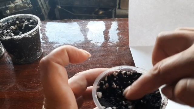 АДЕНИУМ, ПОСАДКА СЕМЯН. #адениумвыращиваниесеменами# смотреть онлайн