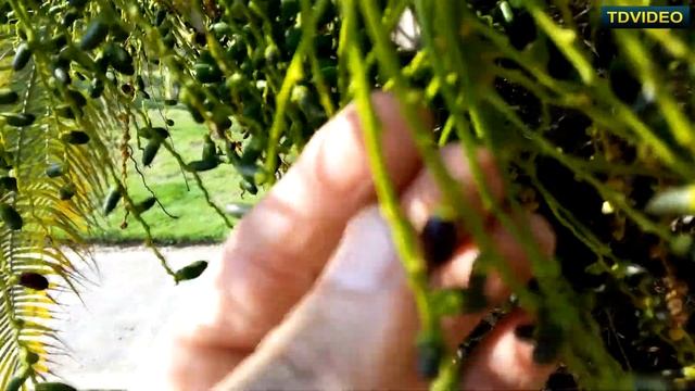 Наш тропический сад. Ростки пальмы. Обрезка сухих листьев. Посадка пальм. Обработка кротонов. #42 смотреть онлайн
