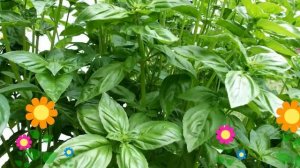 Базилик зеленый Гвоздичный (Gvozdichnyy). Краткий обзор, описание характеристик, где купить семена