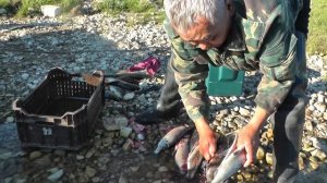 Проверяем охотничьи ножи при разделке рыбы.