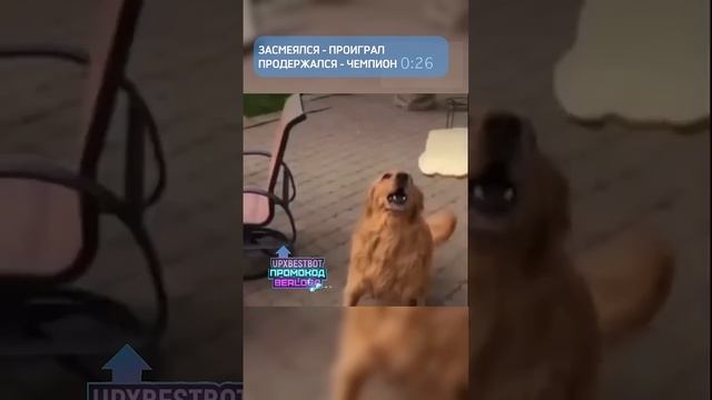 Засмеялся - проиграл!) #5 смотреть онлайн
