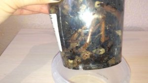 Пересадка пафиопедилума в домашних условиях. Пафиопедилум  через  20 дней после покупки.